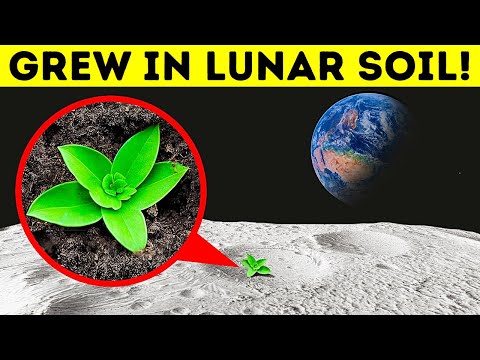 Scientists Have Successfully Grown Plants in Moon Soil
