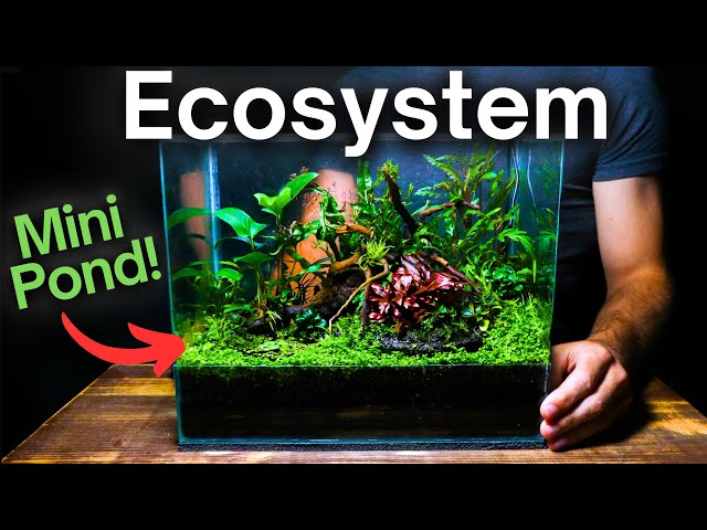 Creating an Ecosystem With a Mini Pond Inside!