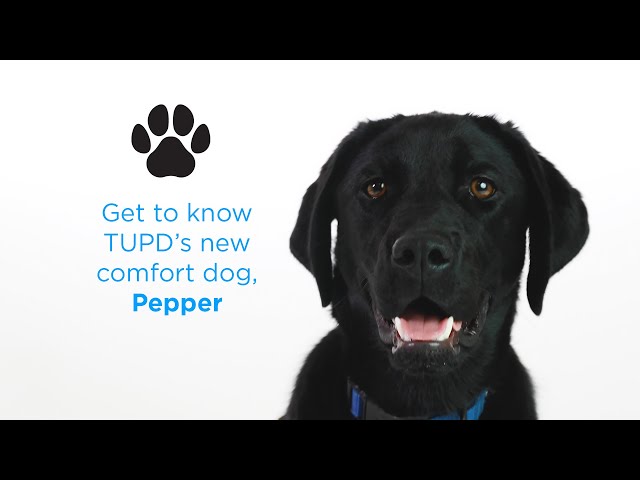 Get to know Pepper, the TUPD Comfort Dog