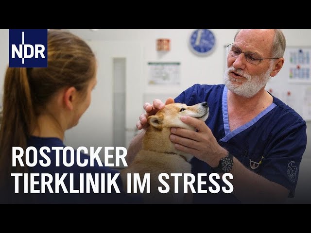Tierklinik Rostock: Dauereinsatz für Vierbeiner | Die Nordreportage | NDR Doku