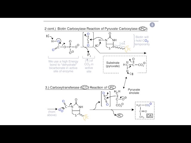Special Cases in Fatty Acid Metabolism