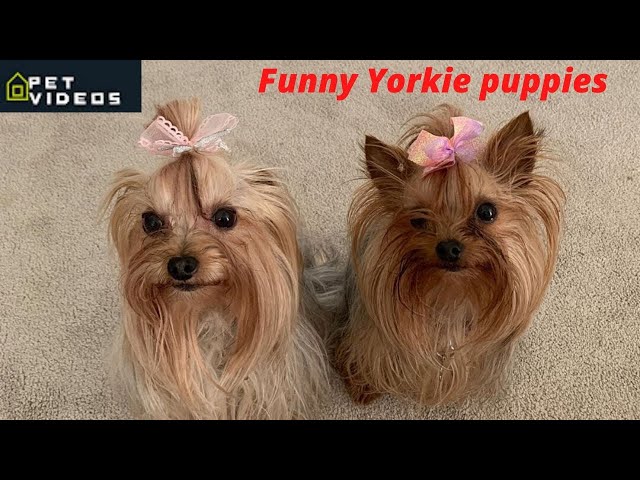Best Yorkie Puppies Instagram Videos |  Funniest Try Not To Laugh Dogs Instagram Videos Compilation