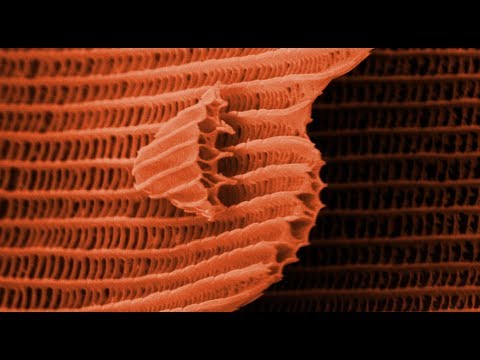 THIS IS A BUTTERFLY! (Scanning Electron Microscope) - Part 2 - Smarter Every Day 105