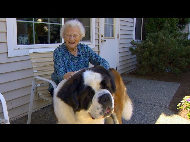 The special friendship between a neighbor and Brody, the St. Bernard