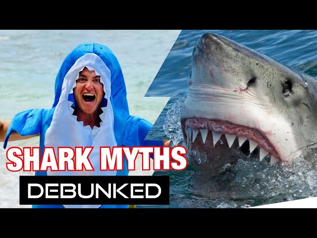 Top Shark Myths- DEBUNKED!