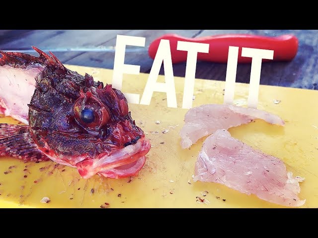 Let's Eat Some VENOMOUS fish! Poor Mans Lobster Catch & Cook - Ft  Andy's Fishing