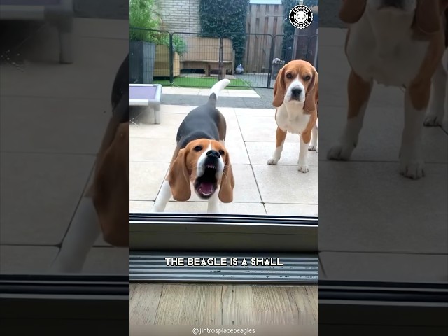 Beagle 🐾 Boundless Energy, Endless!