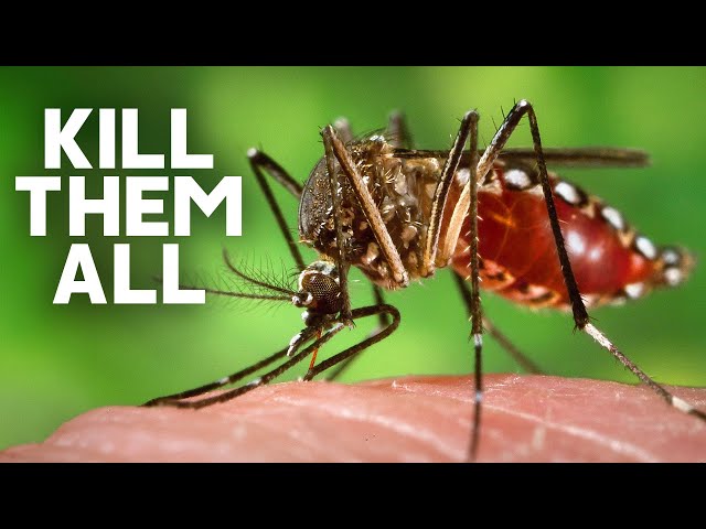 What If We Killed Every Mosquito On Earth?