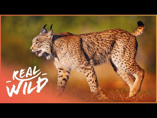 The Magnificent Wildlife Of Spain & Portugal | Facing The Atlantic | Real Wild
