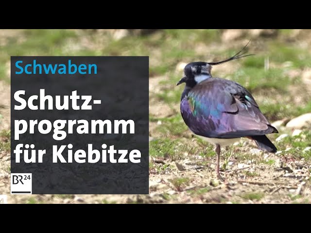 Vogel des Jahres: Schutzprogramm für Kiebitze | Abendschau | BR24