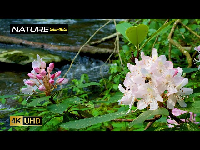 Early Spring Flowers on Flowing Stream | Catskill Mountains NY