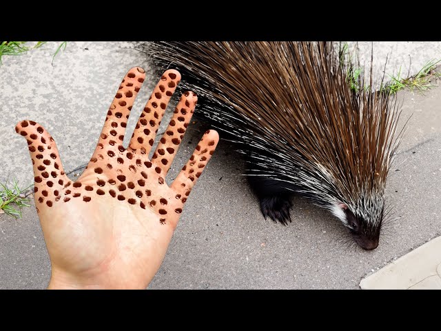 do NOT grab porcupines..