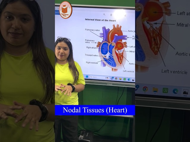 Nodal Tissues (Heart)               For more details contact on 7814622609 or 8360044357