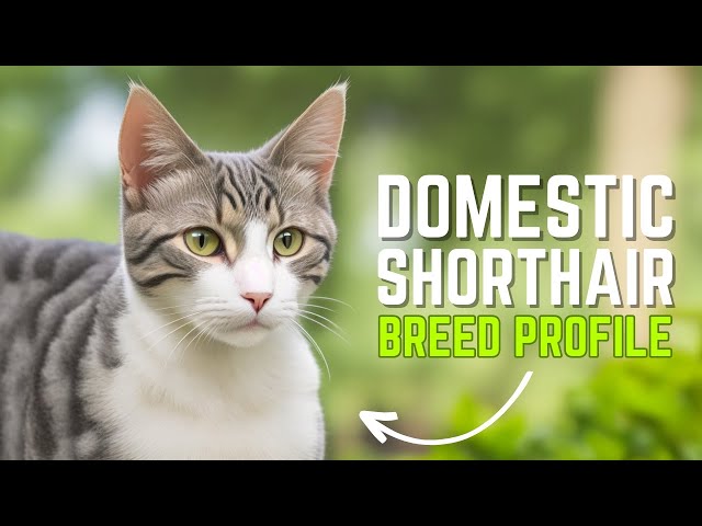 Domestic Shorthair Cats: Everything You Need to Know About Owning One | Pet Insider