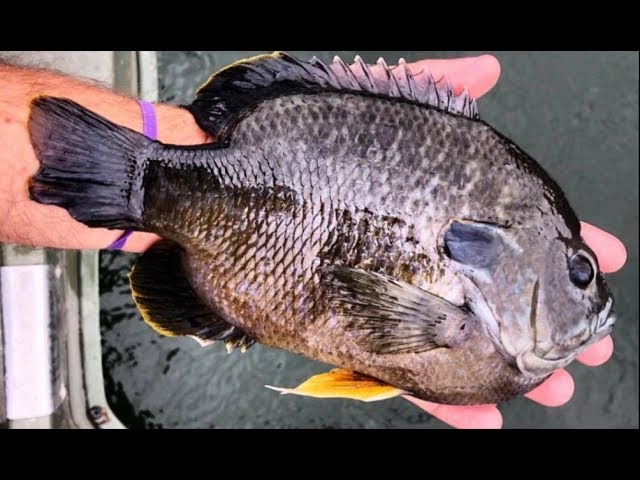 FISHING for BIG BLUEGILL and BASS in COLD WATER!