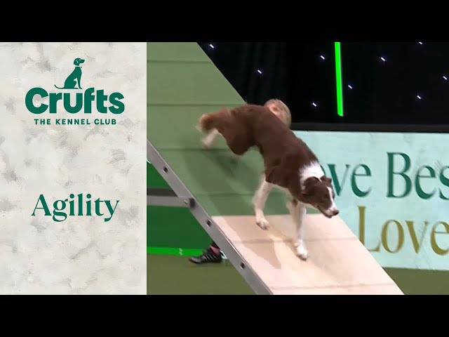 Boogie Storming The Course | Crufts 2024