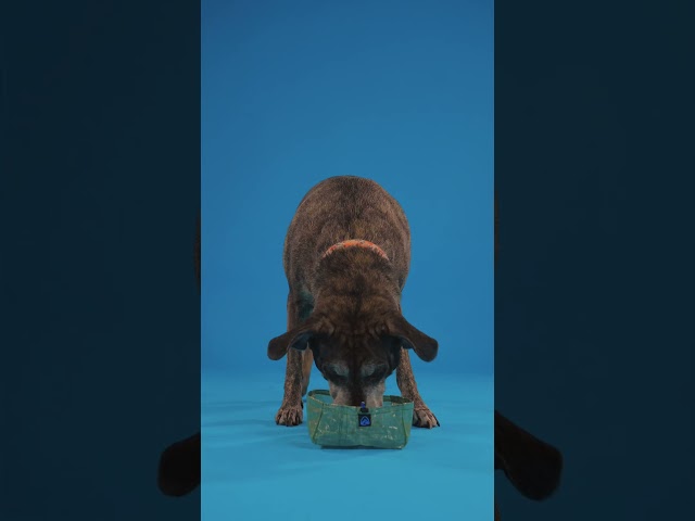 Zpacks Ultralight Dog Bowl