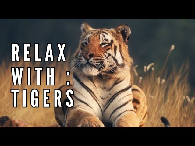 Tiger Tranquility: A Majestic Journey into the Wild