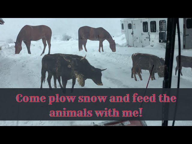 Tag along while I plow and feed