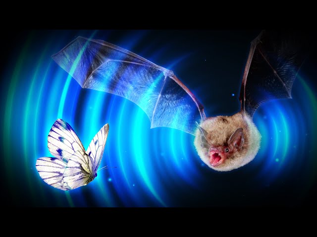 Are Bats Overpowered?