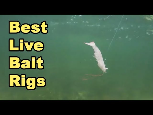 Top 3 LIVE BAIT RIGS For Inshore Fishing (To Rig Shrimp, Pinfish, Mullet, & More)