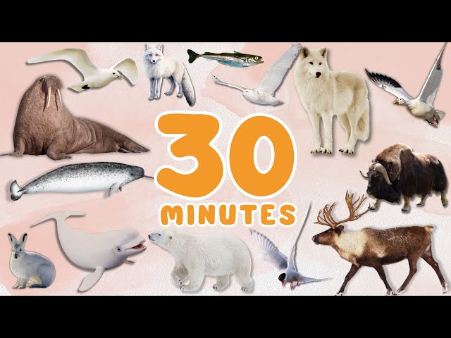 30 Minutes LEARN Polar Animals NAMES