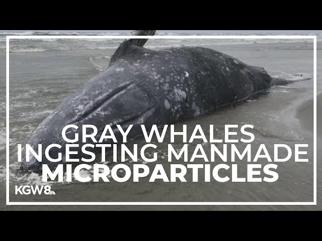 Oregon's gray whales ingesting high numbers of manmade microparticles, study finds