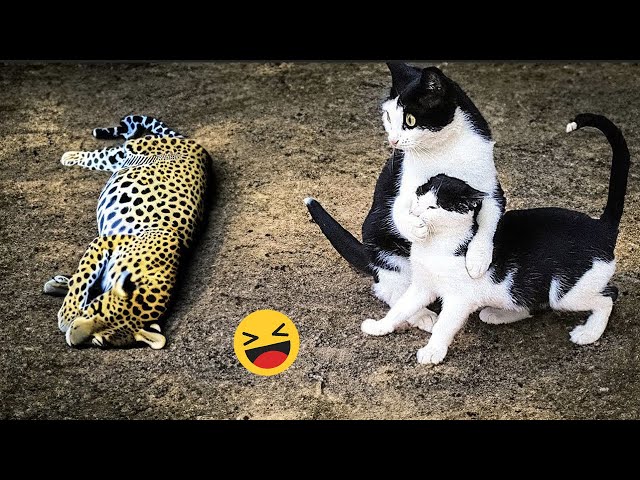 Funniest Cats and Dogs Videos Compilation 2023 🐶😻 #4