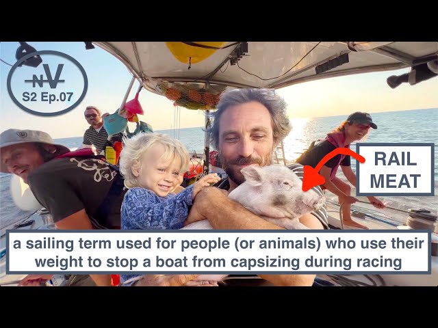 Should we use a pig as rail meat on our racing yacht? | S2 Ep7