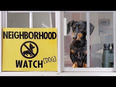 Ep 8. Crusoe the Dachshund on Neighborhood Watch Duty