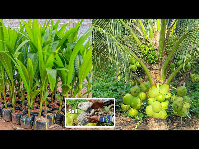 How to Grow Coconut Tree fast harvest in 3 years - Growing Coconut Tree From Seed - Coconut Farming