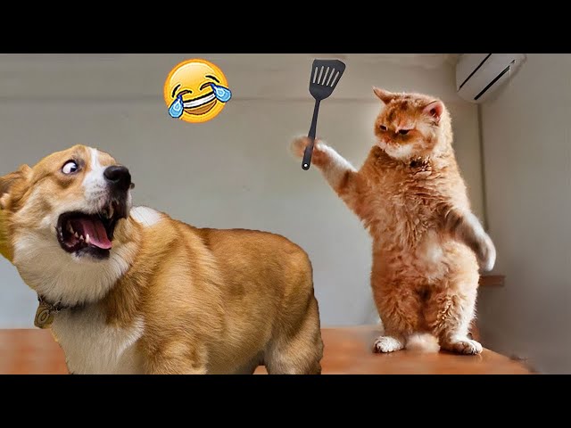 Funny Cats And Dogs Video 2024