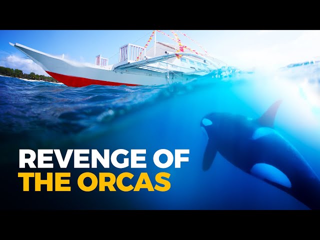 Why Do Orcas Keep Sinking Boats?