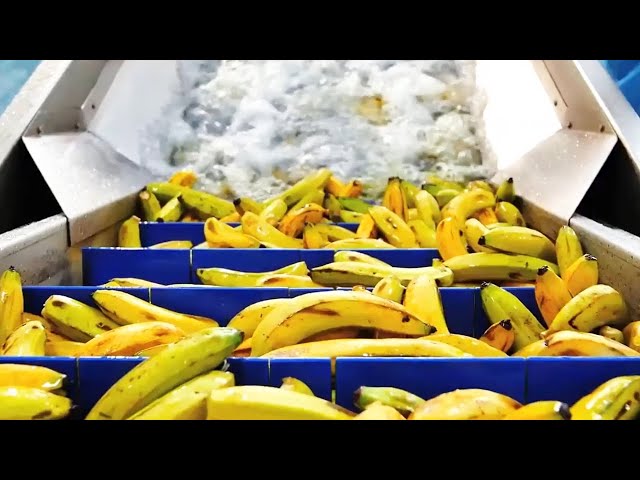 Amazing food machines and processing processes | 12
