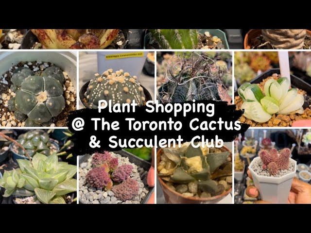 Plant shopping @ The Toronto Cactus & Succulent Club. @torontocactusandsucculentc162