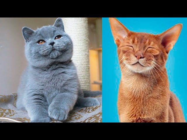 The CUTEST CAT BREEDS In The World 🐱