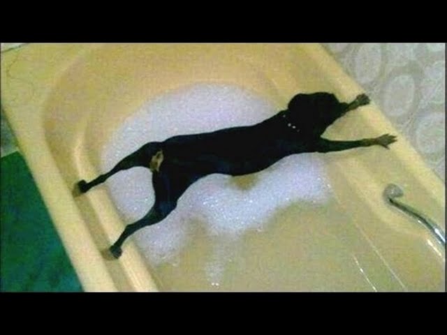 Funny Dogs Who Don't Want To Bath - Try Not To Laugh!