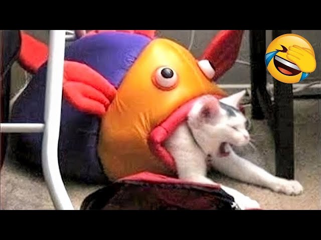 24 MINUTES OF ANIMALS GOING GOBLIN MODE 😂 FUNNY ANIMALS VIDEOS