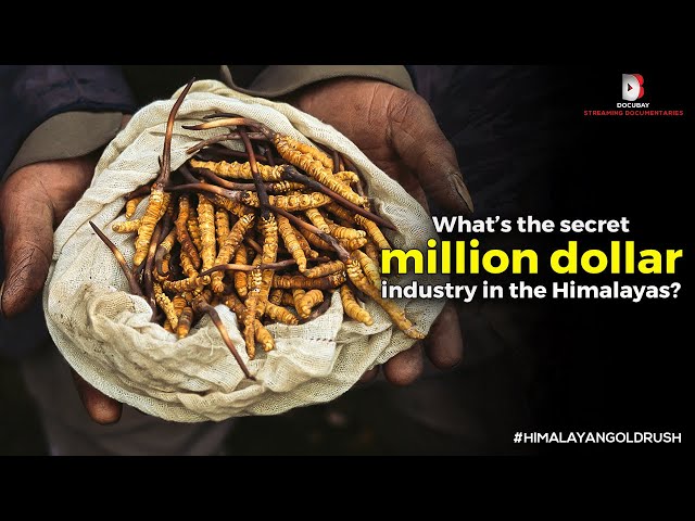 The Secret Million Dollar Industry in the Himalayas - Himalayan Gold Rush - Official Trailer