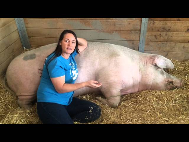 Ellie talks a little about Biscuit, a 1,000lb rescued pig at The Gentle Barn