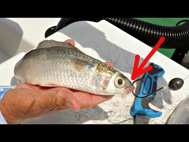 This Is How To Catch Tarpon On Cut Bait