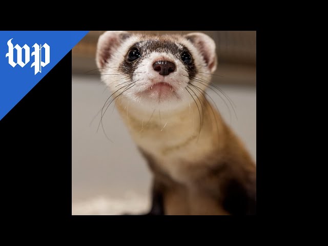 Scientists are cloning ferrets to try to save the species