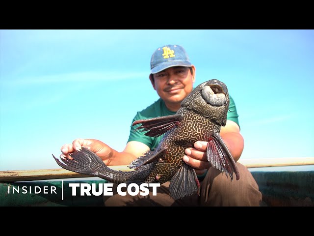 How 'Devil Fish' Invaded North America. Could Pet Treats Be The Solution? | True Cost | Insider News