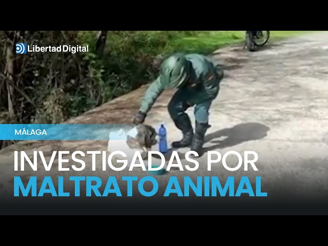 34 personas investigadas en Málaga por presunto maltrato animal