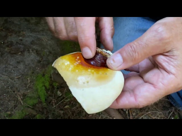 Foraging and Cooking Ganoderma oregonense with Paul Stamets