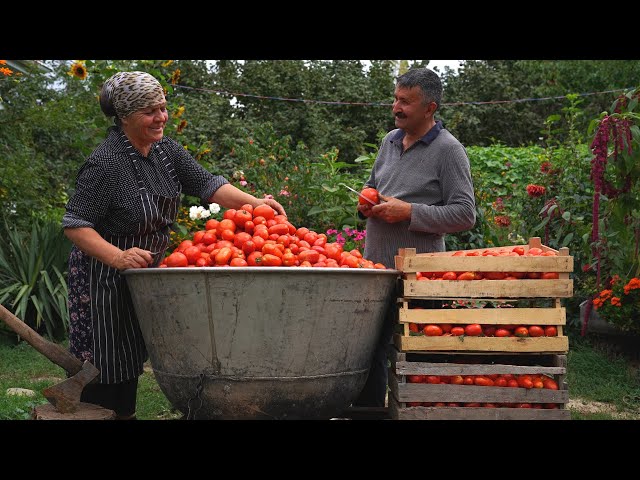 Harvesting 150 kilo Tomatoes and Cooking Tomato Sauce in Vikings Pan