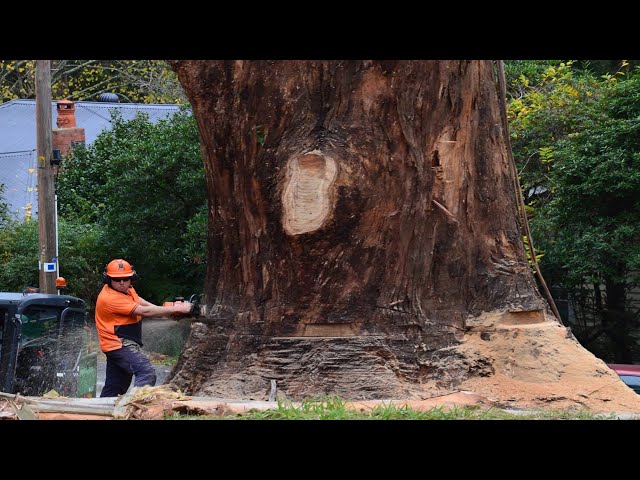 Dangerous Cutting Giant Tree Skill Chainsaw Machines, Amazing Tree Felling Down Skill Stihl Chainsaw