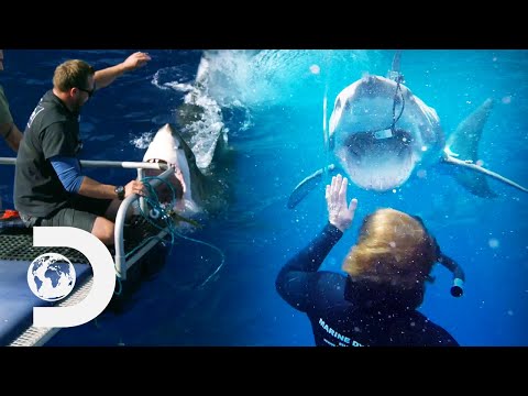 The Most Intense Shark Moments: Closest Calls | Shark Week