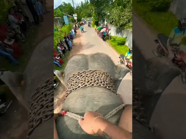On the Elephant 🥶🥶 🐘 🐘 #shorts #viral