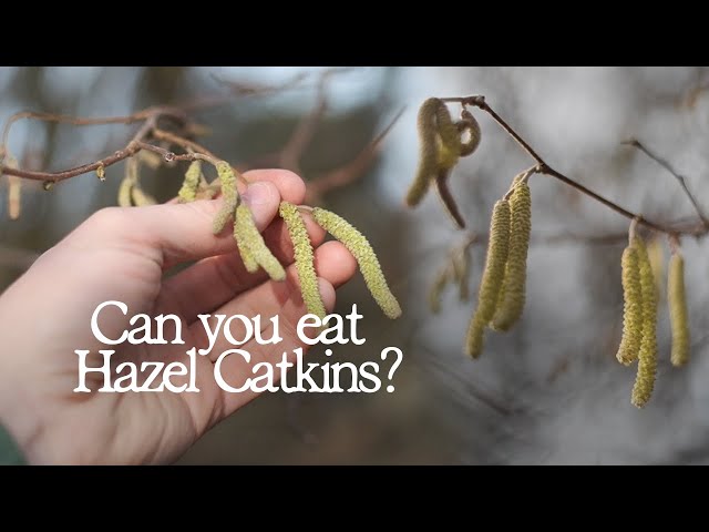 Foraging for Hazel Catkins | UK Wild Edibles
